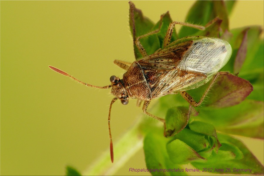 Rhopalidae: Rhopalus parumpunctatus della Campania (NA)